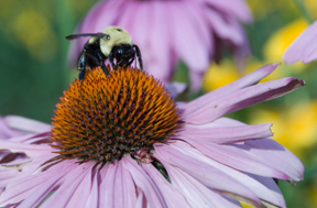 Blue Hill Co-op Sponsored Talk: Native Bee's in Your Garden