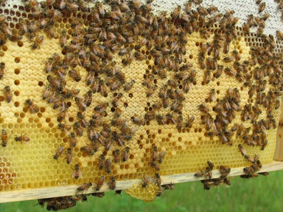 Blue Hill Co-op Sponsored Talk: Intro to Beekeeping