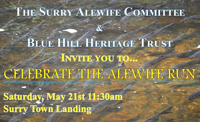 Celebrate the Alewife Run in Surry!