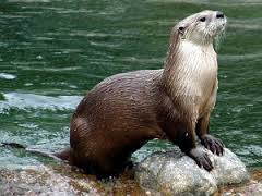 River Otters - Playful Weasels?	- A Nature Program at Woodlawn