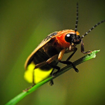 The Magic of Fireflies: A Nature Program at Woodlawn