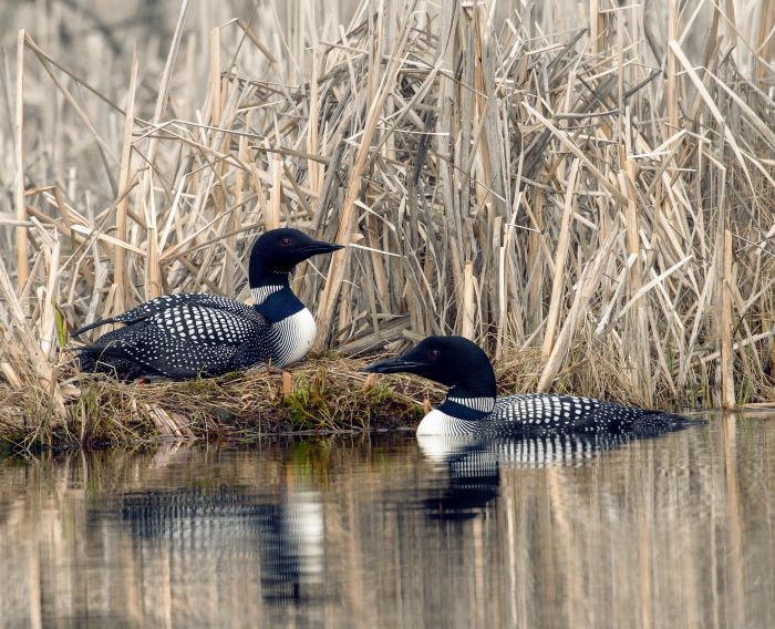 Friends From the Field - Loon CSI: Figuring Out the Threats to Loons (ONLINE Webinar)