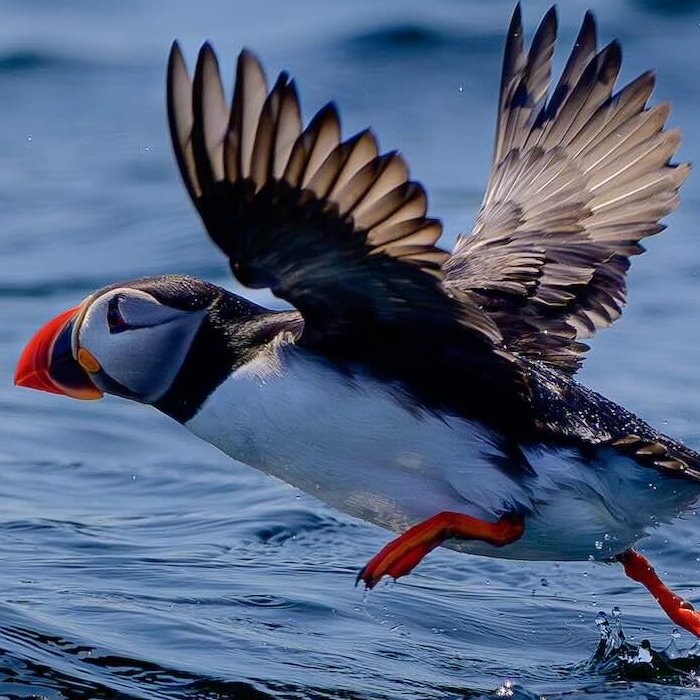 The Puffins Are Back!